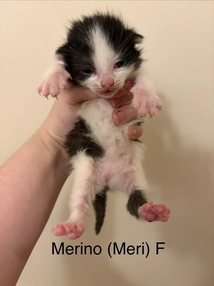 Merino thumbnail 3