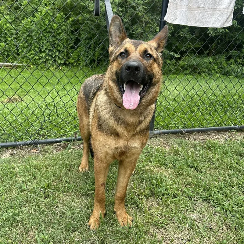 An adult medium-sized male Brown / Chocolate German Shepherd Dog dog named Scrabble for adoption in Cabot, AR