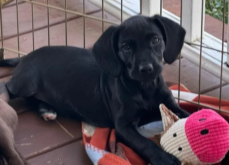 A baby medium-sized female Boykin Spaniel dog named Dolcita for adoption in Berlin, NJ