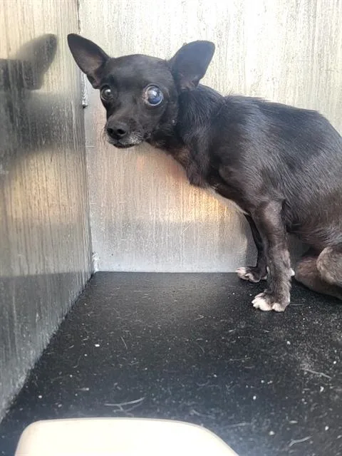 An adult small-sized female Chihuahua dog named Brownie for adoption in San Antonio, TX