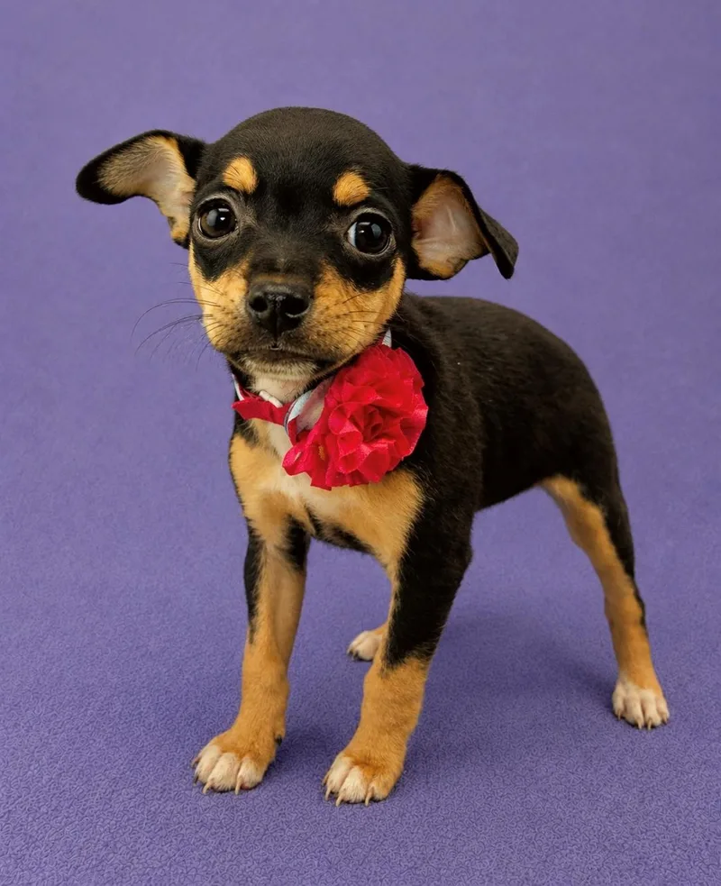A baby small-sized male Black Chihuahua dog named Darcy for adoption in Lodi, CA
