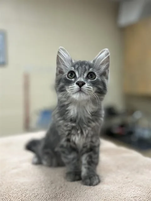 A baby small-sized male Domestic Medium Hair cat named Microwave for adoption in Aliquippa, PA