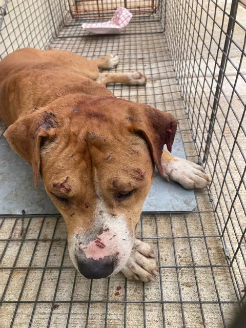 A young medium-sized male Pit Bull Terrier dog named Fario for adoption in Dallas, TX