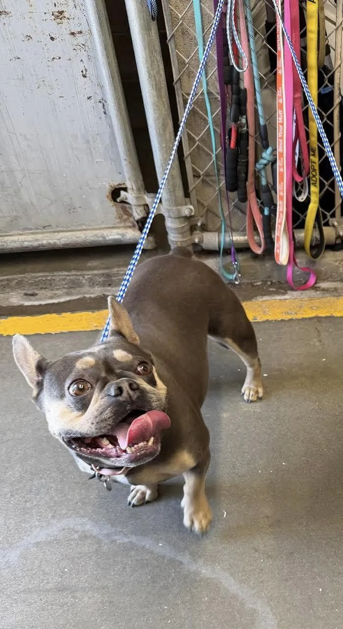 An adult medium-sized female Gray / Blue / Silver French Bulldog dog named Betty for adoption in Oakdale, CA