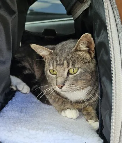 A young medium-sized male Domestic Short Hair cat named Cassim for adoption in Chamblee, GA
