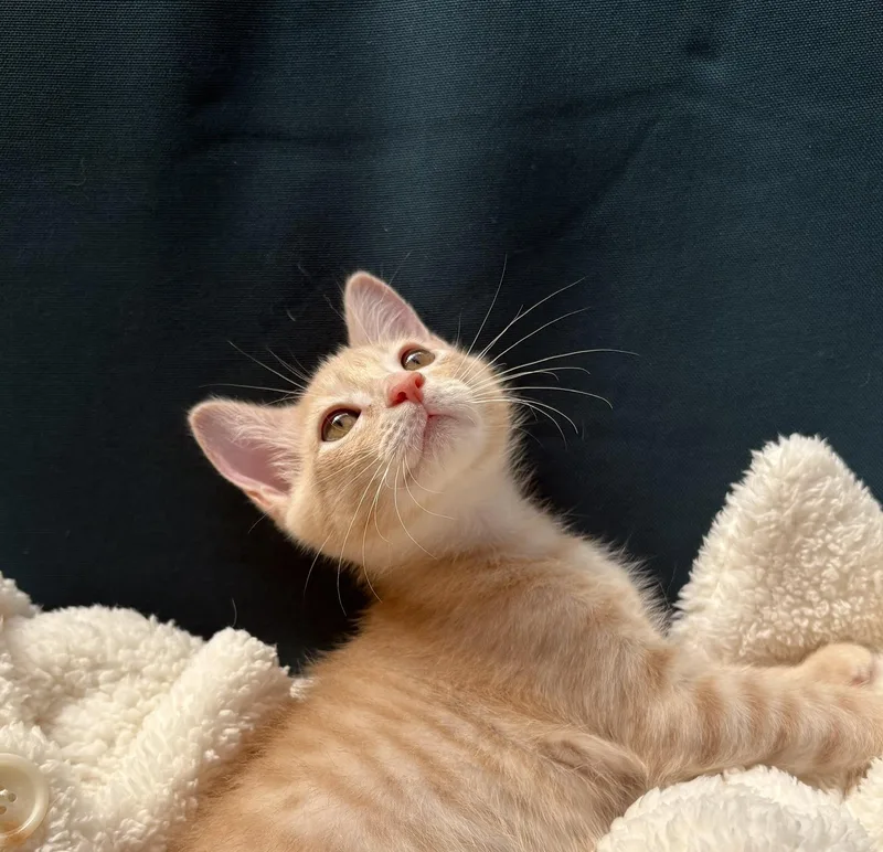 A baby small-sized male Orange / Red Domestic Short Hair cat named Pumpkin for adoption in Austin, TX