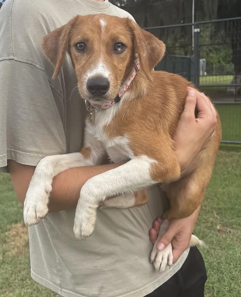 A young medium-sized male Hound dog named Hobbs for adoption in Lakeland, FL