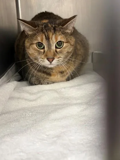 A senior large-sized female Domestic Short Hair cat named Chubbers Bonded With River for adoption in Baraboo, WI