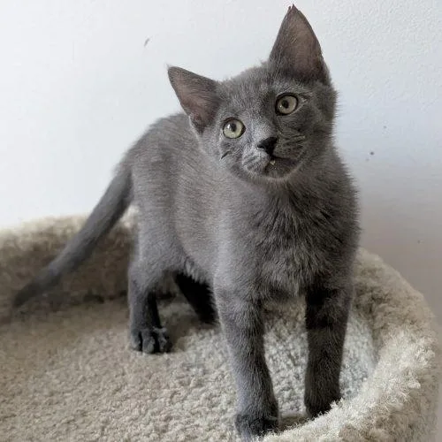 A baby small-sized male Gray / Blue / Silver Russian Blue cat named Fritter for adoption in Knoxville, TN