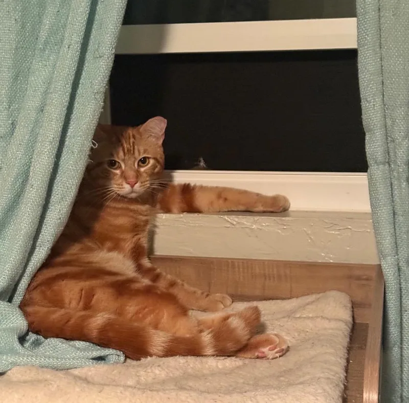 A young small-sized male Domestic Short Hair cat named Nugget for adoption in Lemoore, CA