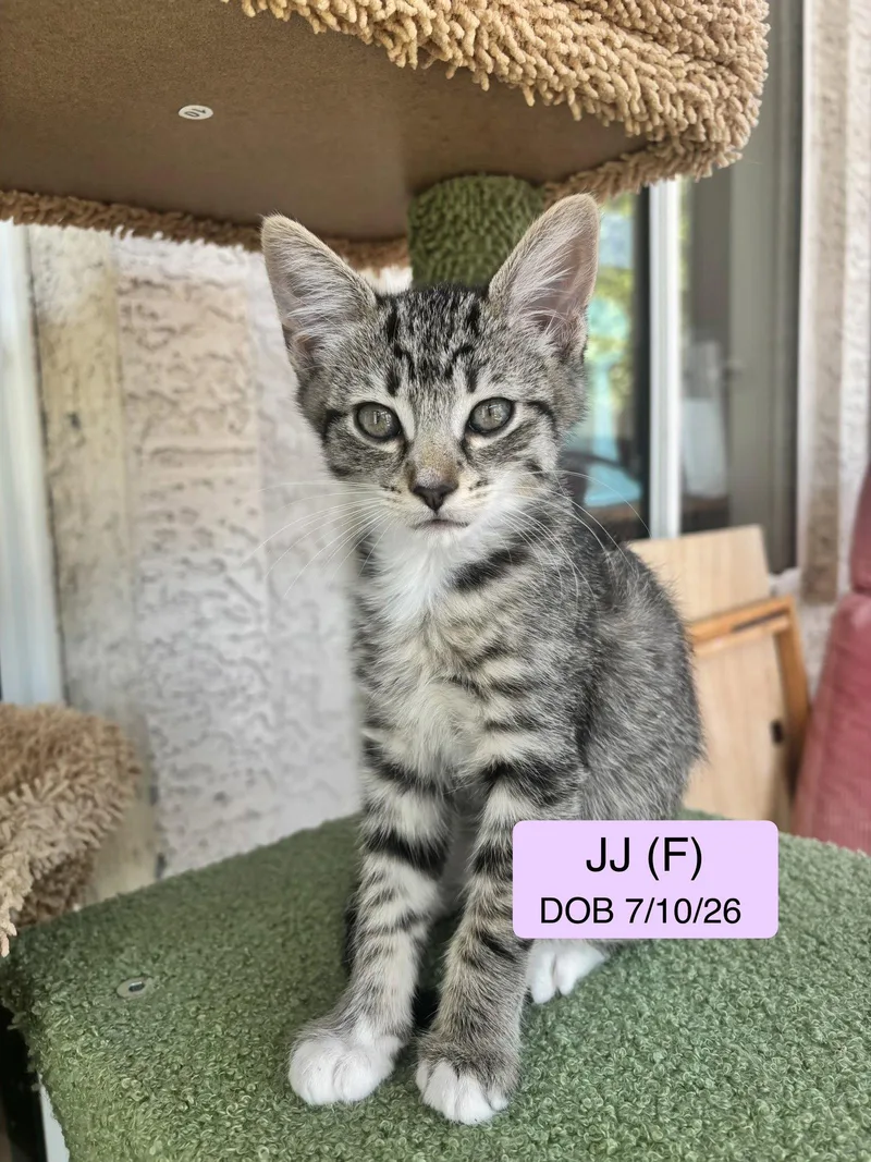 A baby medium-sized female Domestic Short Hair cat named Jj for adoption in Vacaville, CA
