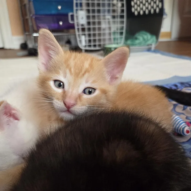 A baby small-sized male Tabby (Orange / Red) Domestic Short Hair cat named Stanley for adoption in Ocala, FL
