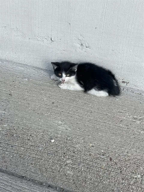 A baby small-sized male Domestic Short Hair cat named Page for adoption in Dallas, TX