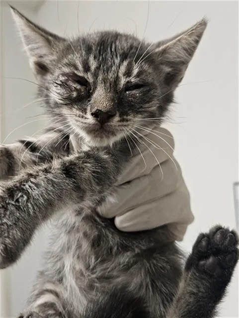 A baby small-sized female Domestic Short Hair cat named Griselda for adoption in Bakersfield, CA