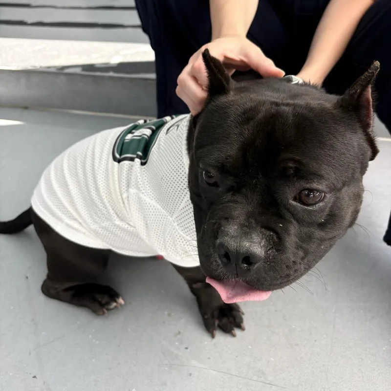 An adult medium-sized male Mixed Breed dog named Offset for adoption in Philadelphia, PA