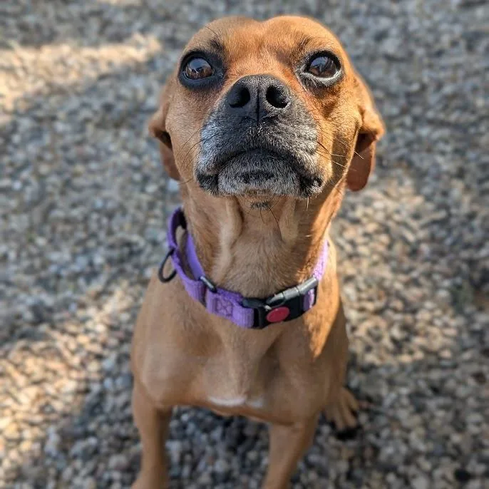 An adult small-sized female Red / Chestnut / Orange Mixed Breed dog named Vee for adoption in West Olive, MI