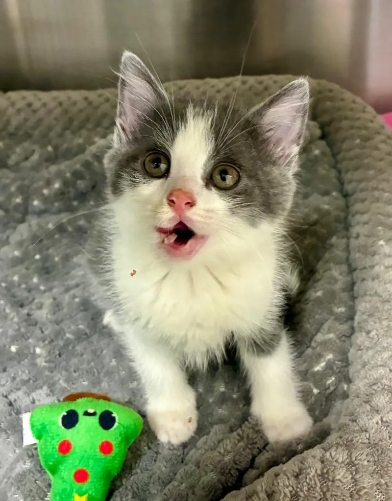 A baby medium-sized female Domestic Short Hair cat named Kari for adoption in Greeneville, TN