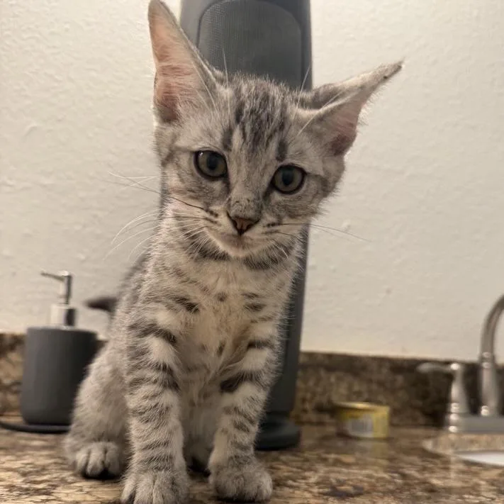 A baby small-sized male Gray / Blue / Silver Domestic Short Hair cat named Tigger for adoption in Temecula, CA