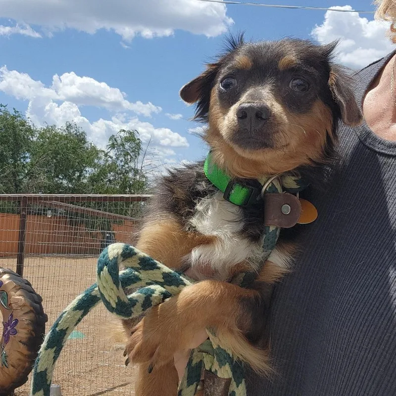 An adult small-sized male Black Chihuahua dog named Alvin for adoption in Prescott, AZ