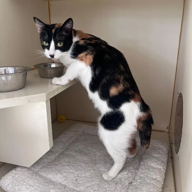 A young small-sized female Calico Domestic Short Hair cat named Pebbles for adoption in St. Louis, MO