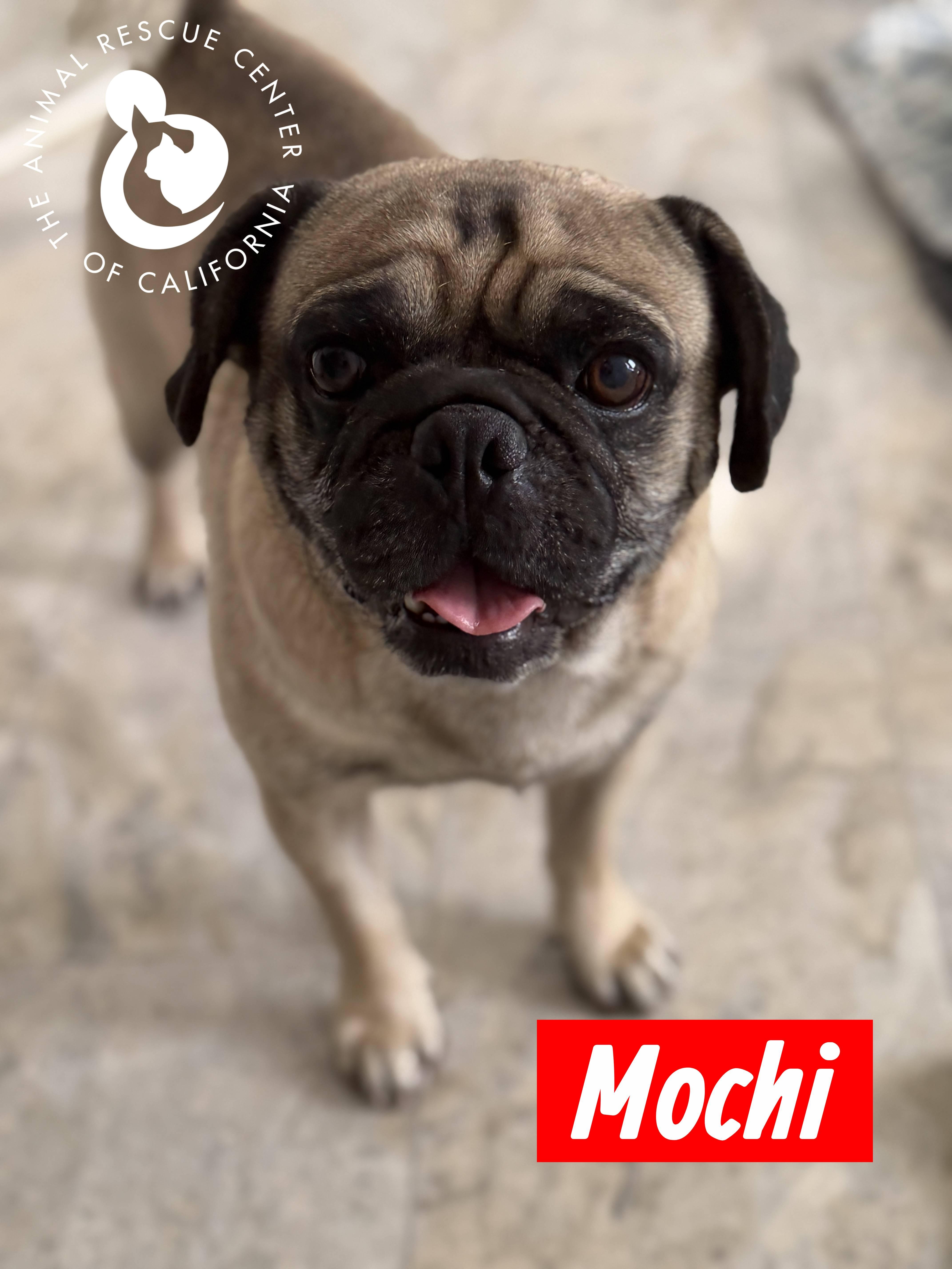 An adult medium-sized male Yellow / Tan / Blond / Fawn Pug dog named Mochi for adoption in Coachella, CA