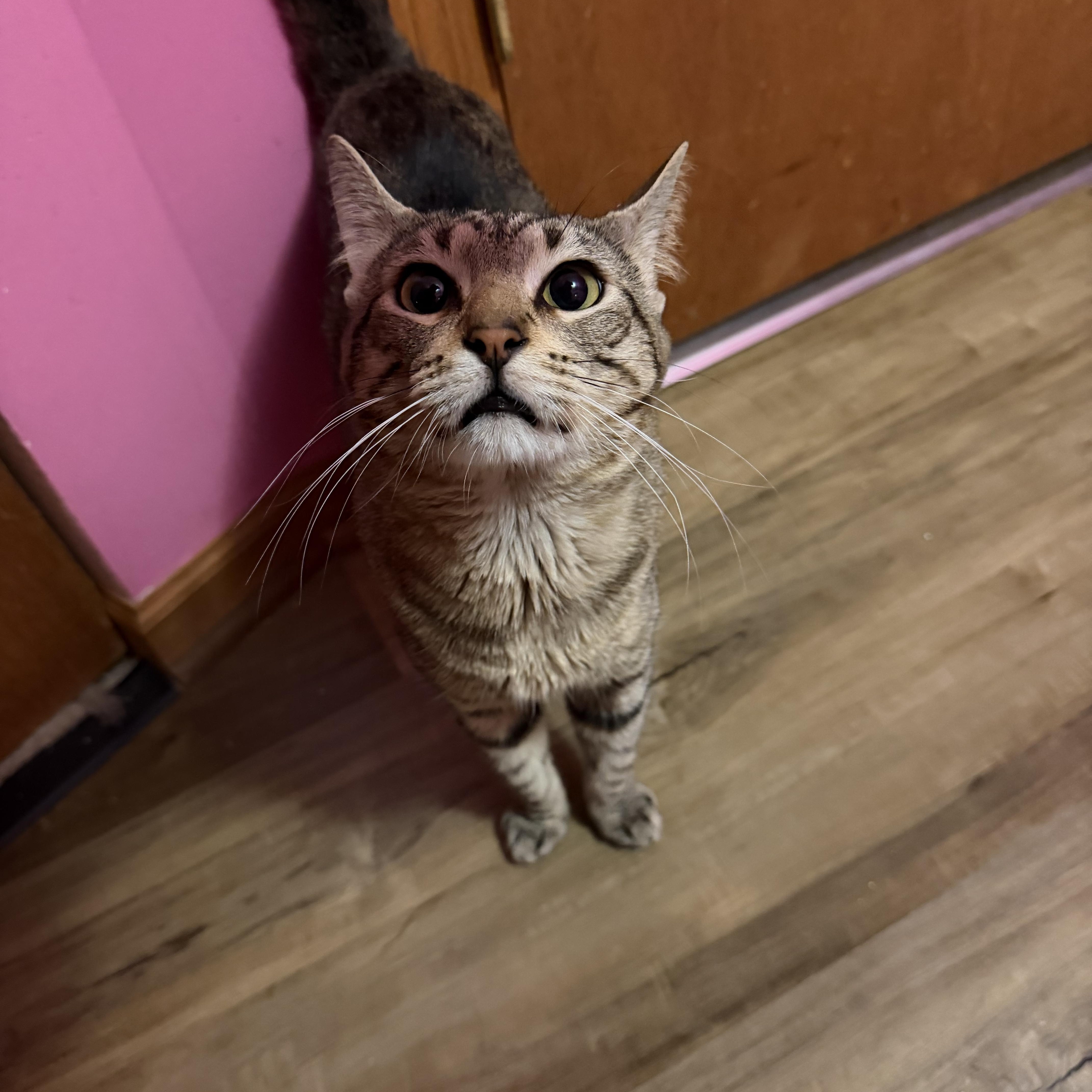 An adult medium-sized male Tabby (Brown / Chocolate) Domestic Short Hair cat named Baby Cat for adoption in Lemont, IL