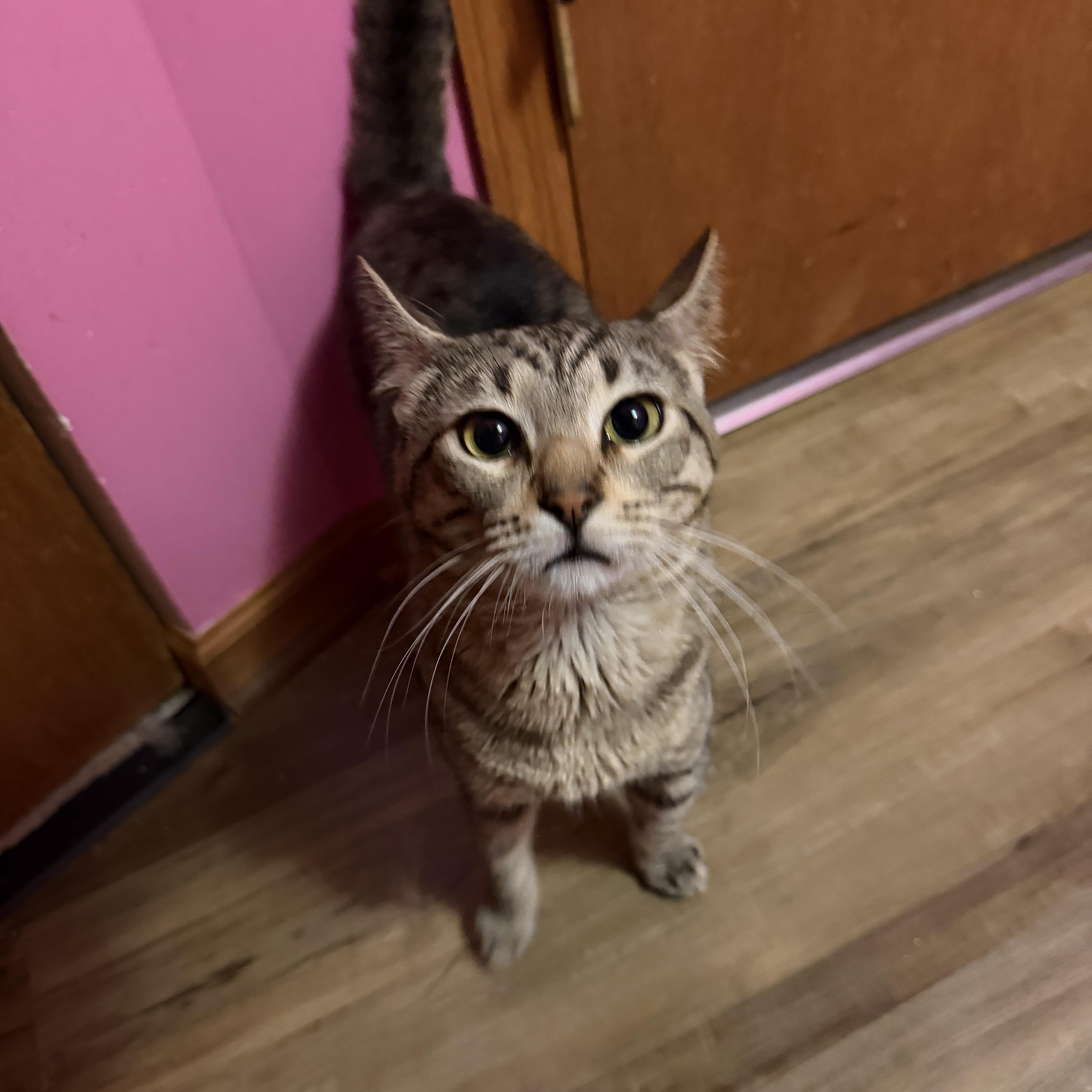 Baby Cat thumbnail 2