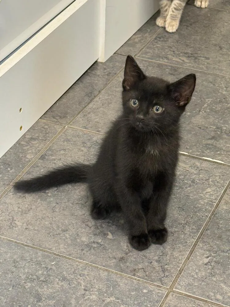 A baby small-sized male Black & White / Tuxedo Domestic Medium Hair cat named Bear for adoption in Breinigsville, PA
