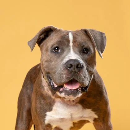 An adult large-sized male Mixed Breed dog named Jackson for adoption in Atlanta, GA
