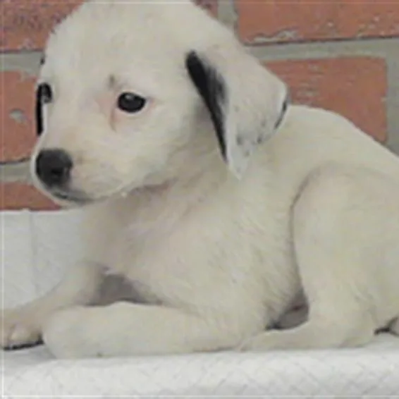 A baby small-sized male White / Cream Chihuahua dog named Ben for adoption in Houston, TX