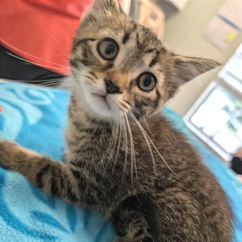 A baby small-sized female Domestic Short Hair cat named Mai Tai for adoption in Cumming, GA