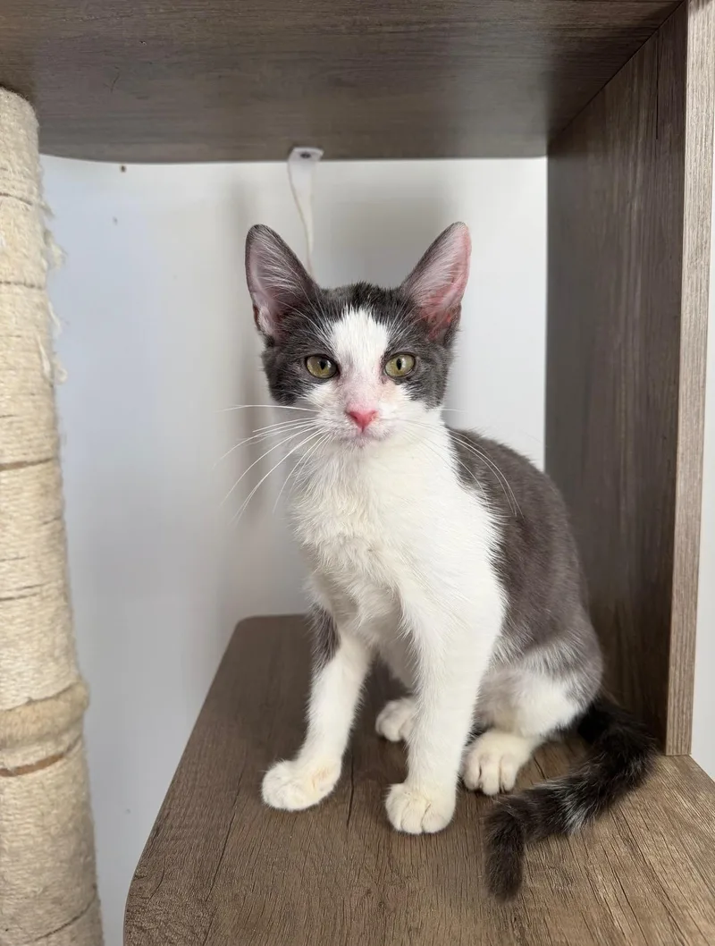 A baby small-sized female Domestic Short Hair cat named Bunny for adoption in New York, NY
