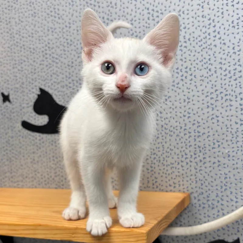 A baby small-sized male White Domestic Short Hair cat named Shedd for adoption in Naperville, IL