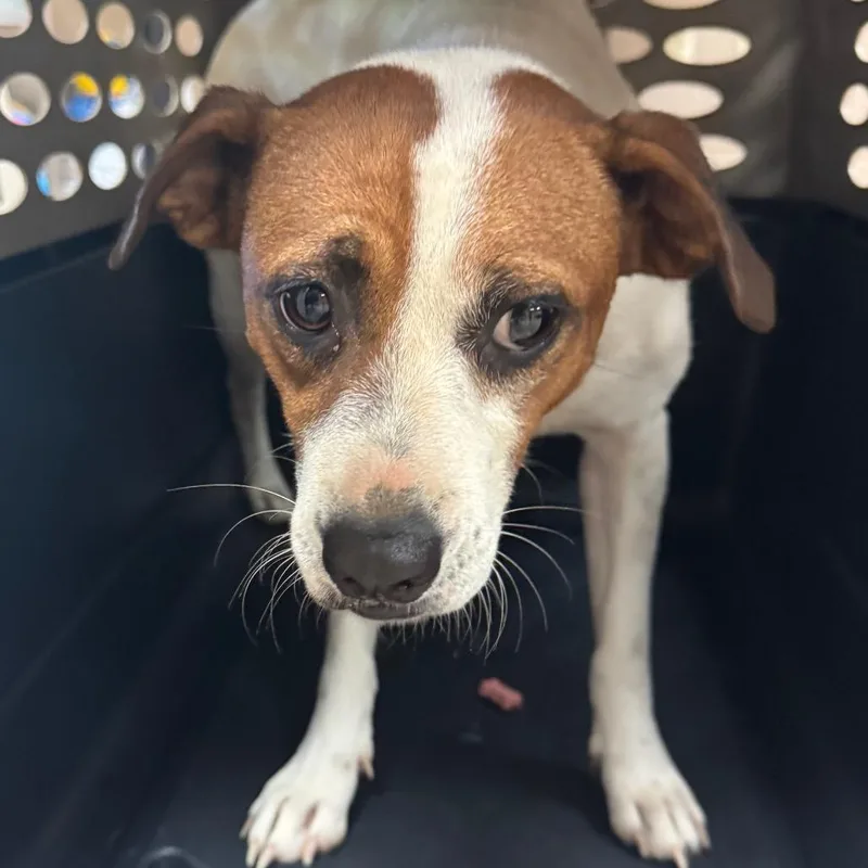 An adult medium-sized female White / Cream Jack Russell Terrier dog named Stevie Nicks for adoption in Birmingham, AL