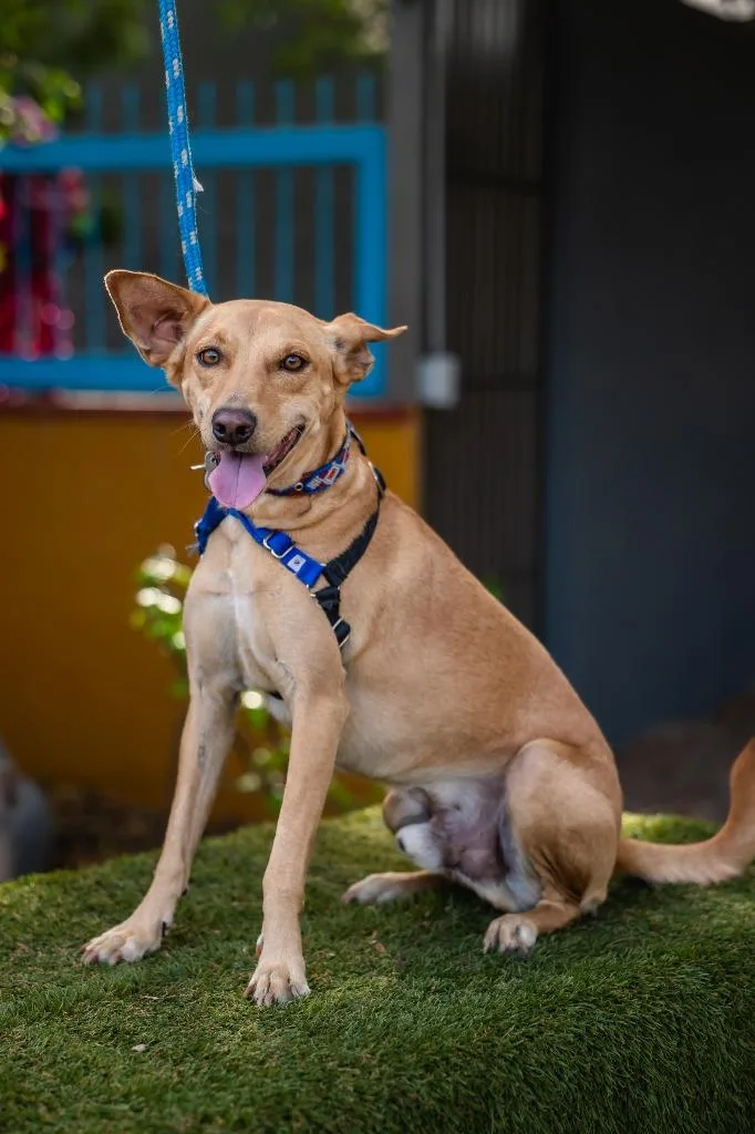 A young medium-sized male Carolina Dog dog named Monkey for adoption in Anacortes, WA