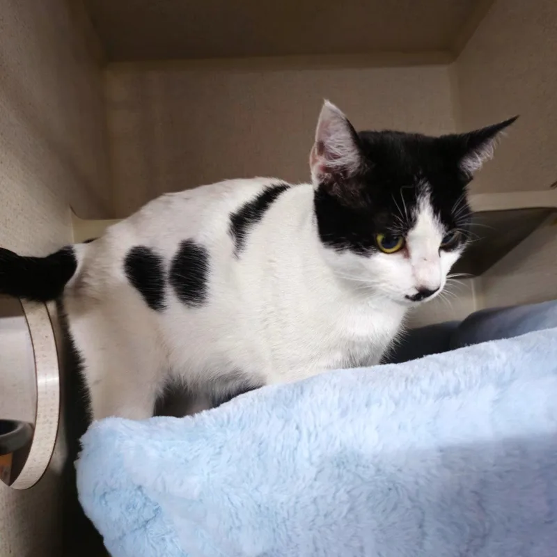 A young small-sized female Black & White / Tuxedo Domestic Short Hair cat named Eva for adoption in St. Cloud, FL
