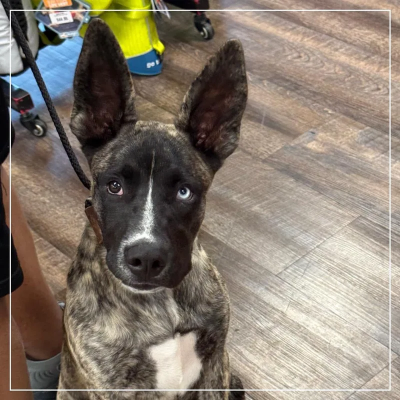 A baby medium-sized male Brindle Belgian Shepherd / Malinois dog named Apollo for adoption in Little Rock, AR