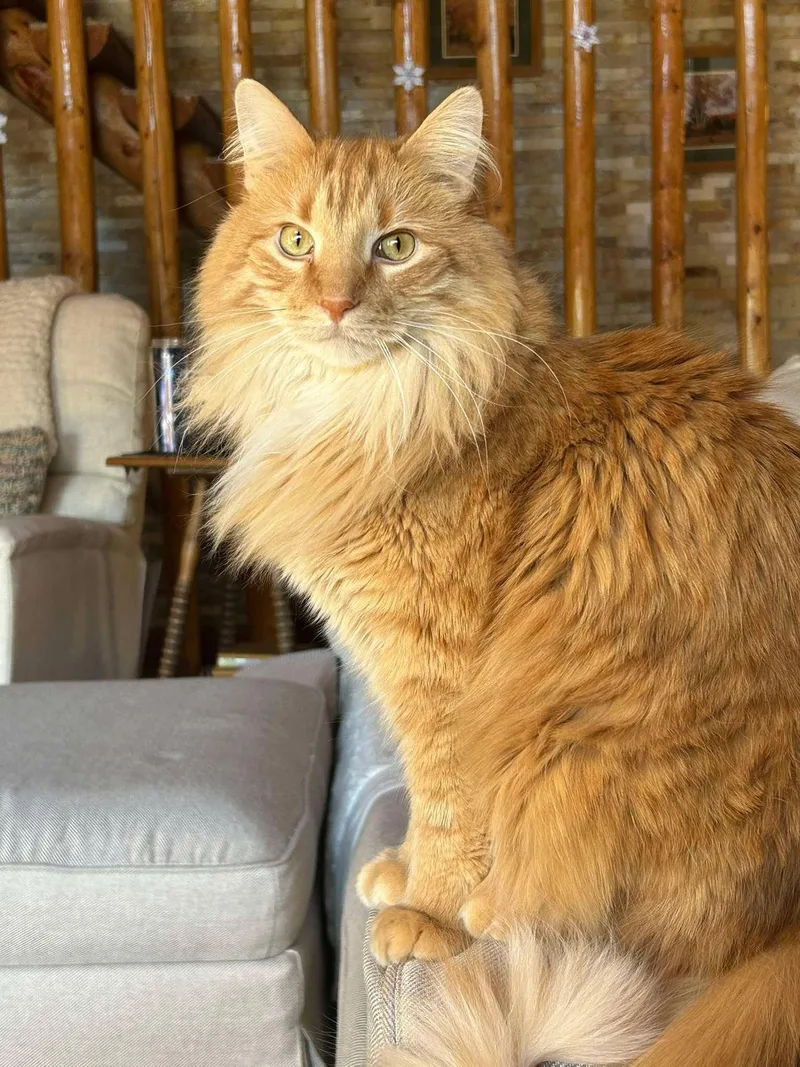 An adult large-sized male Orange / Red Domestic Long Hair cat named Shiloh for adoption in Sauk City, WI
