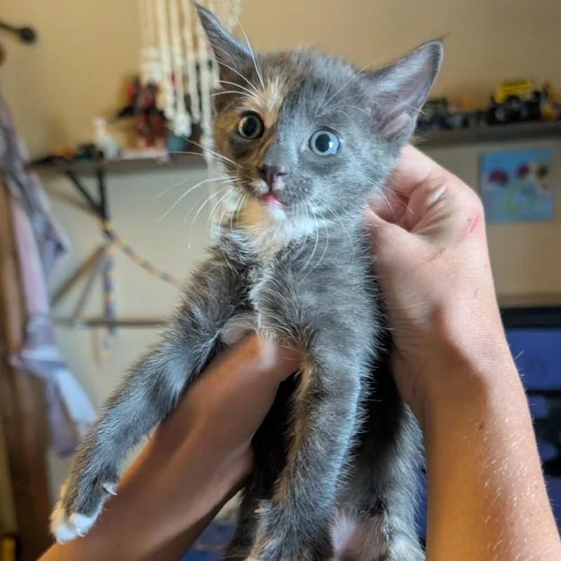 A baby small-sized female Gray / Blue / Silver Domestic Short Hair cat named Lavender for adoption in Bend, OR