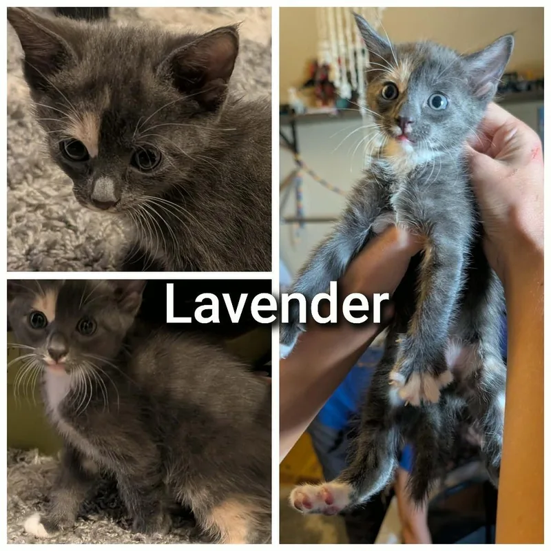 Lavender thumbnail 3