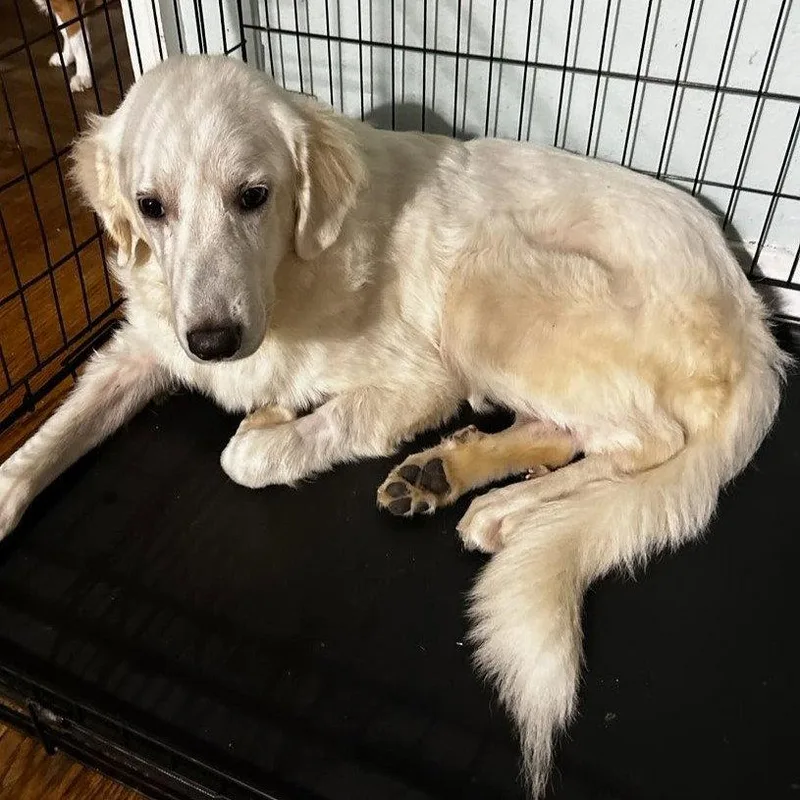 A young extra large-sized male Great Pyrenees dog named Jason for adoption in Dallas, TX