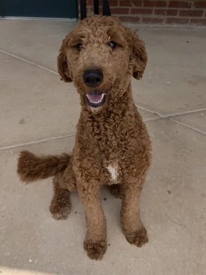 Gracie