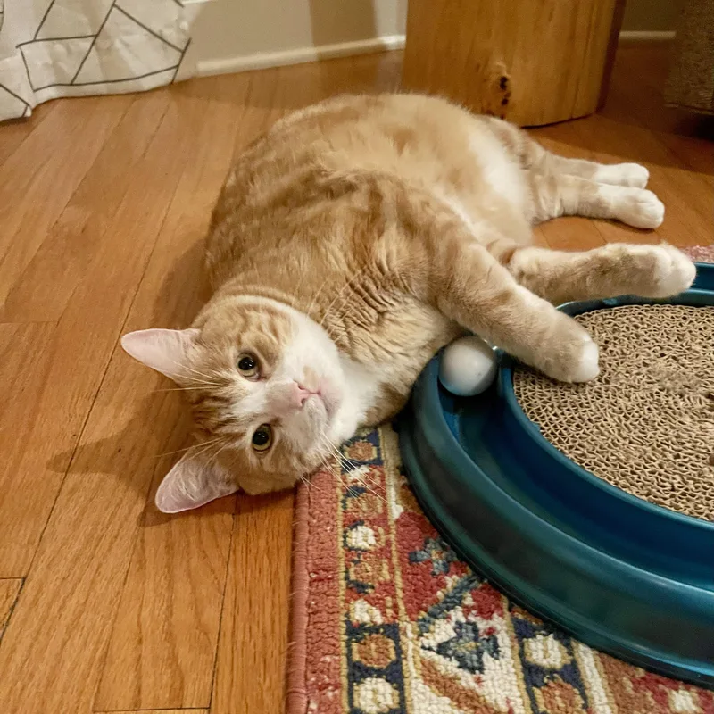 An adult extra large-sized male Orange & White Tabby cat named Buddy McDoyle for adoption in Chicago, IL