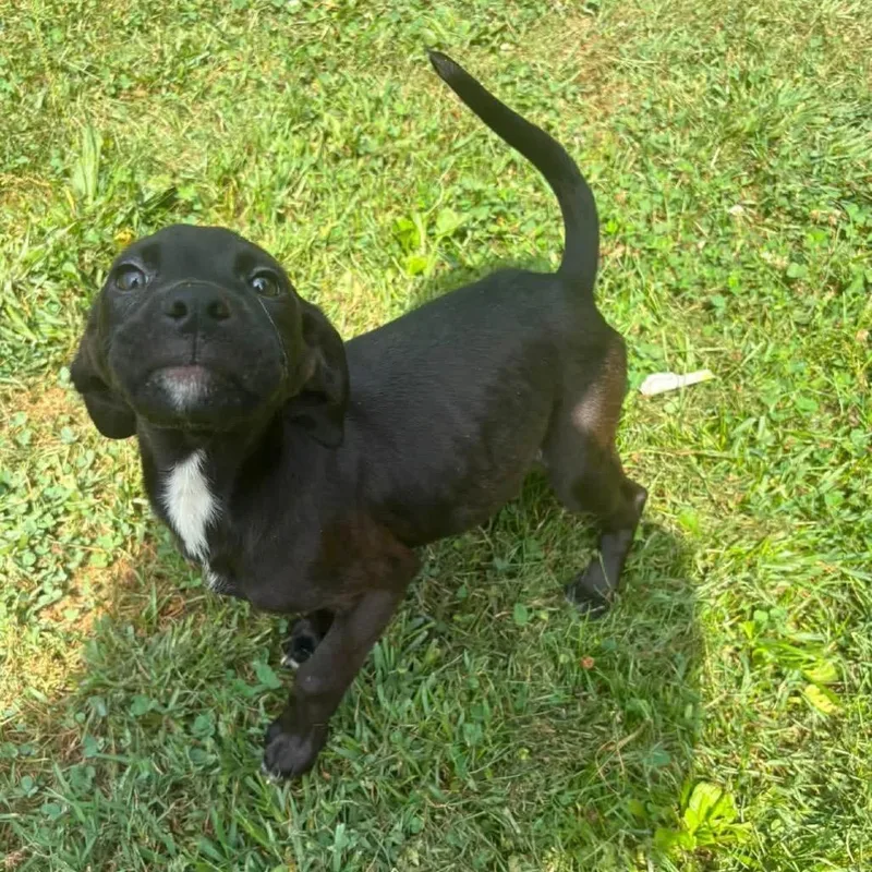 A baby medium-sized female Black Mixed Breed dog named Luna for adoption in Fredericksburg, VA