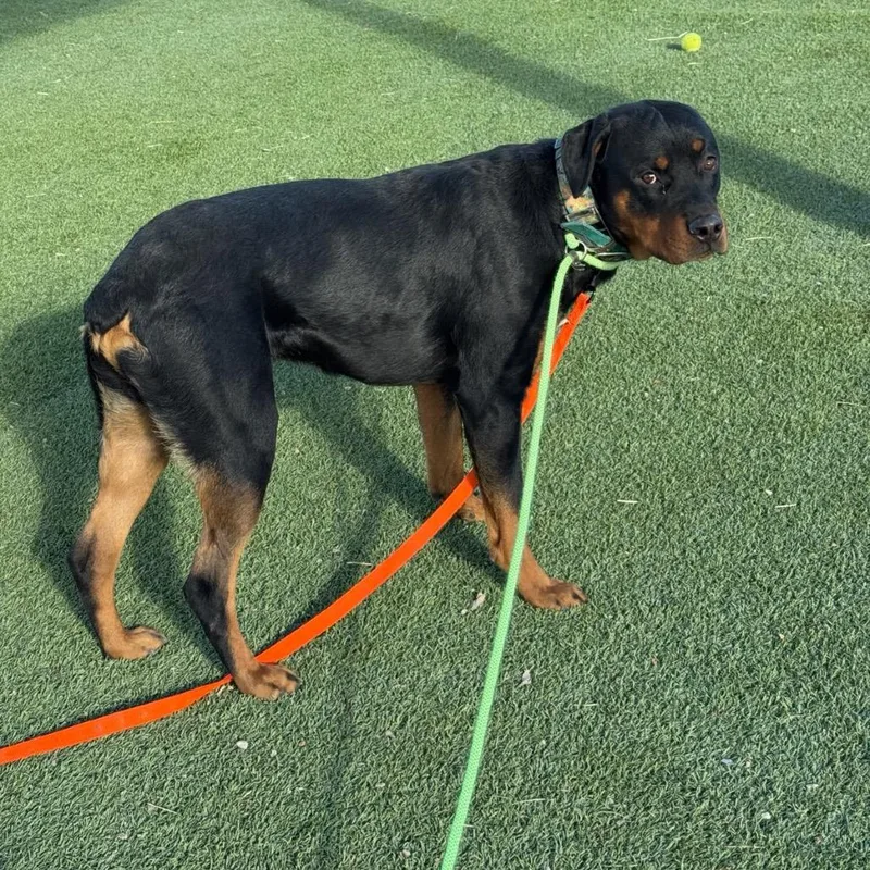 An adult large-sized male Black Rottweiler dog named Ferguson for adoption in Salt Lake City, UT