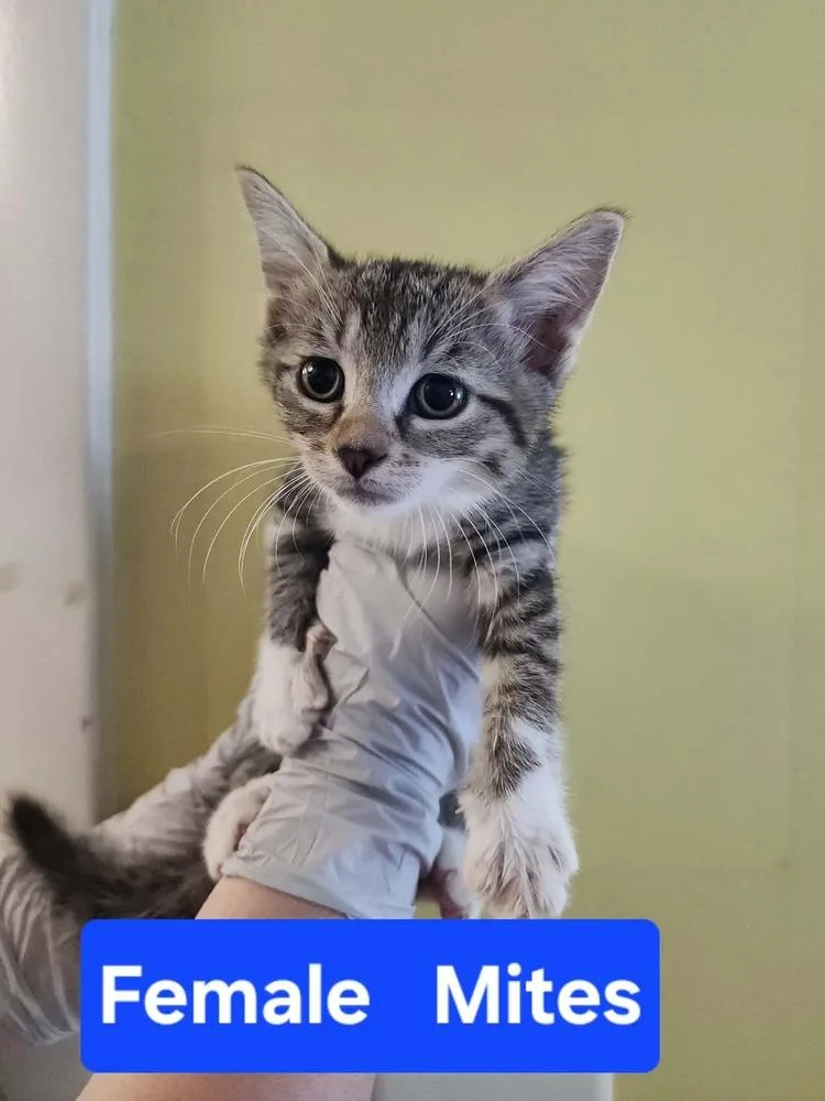 A baby medium-sized female Black & White / Tuxedo Domestic Short Hair cat named Mites for adoption in Evansville, IN
