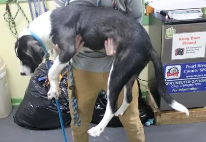 A young large-sized male Terrier dog named Bob for adoption in Picayune, MS
