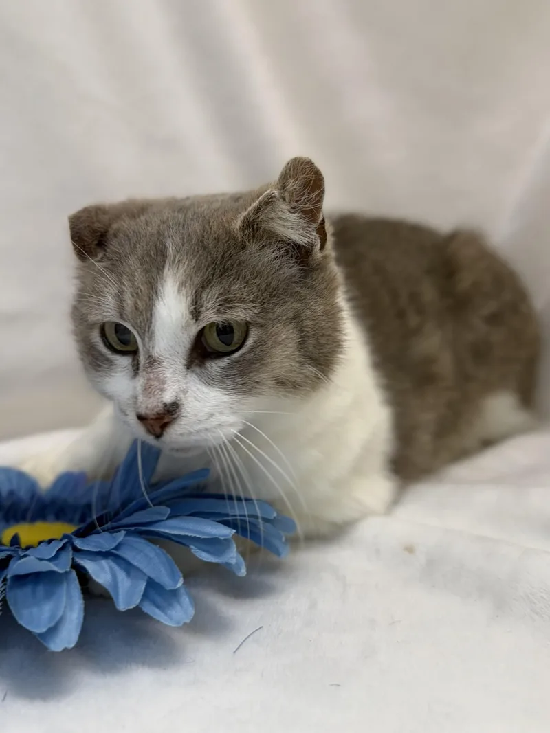 A young medium-sized female Gray & White Domestic Short Hair cat named Eliza for adoption in Greensboro, NC