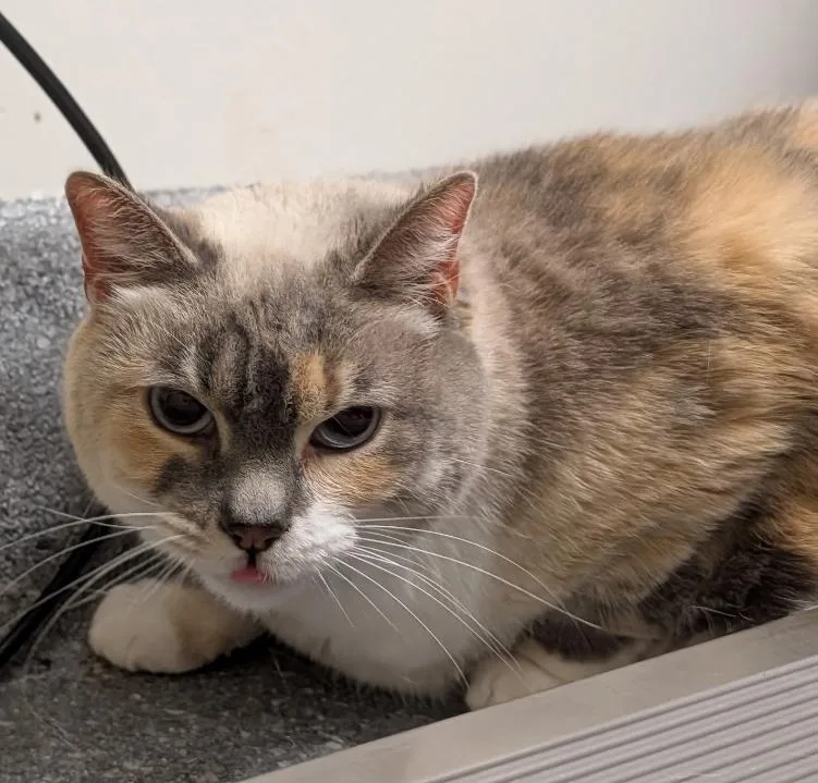 An adult small-sized female Domestic Short Hair cat named Sugar for adoption in Greenfield, IN