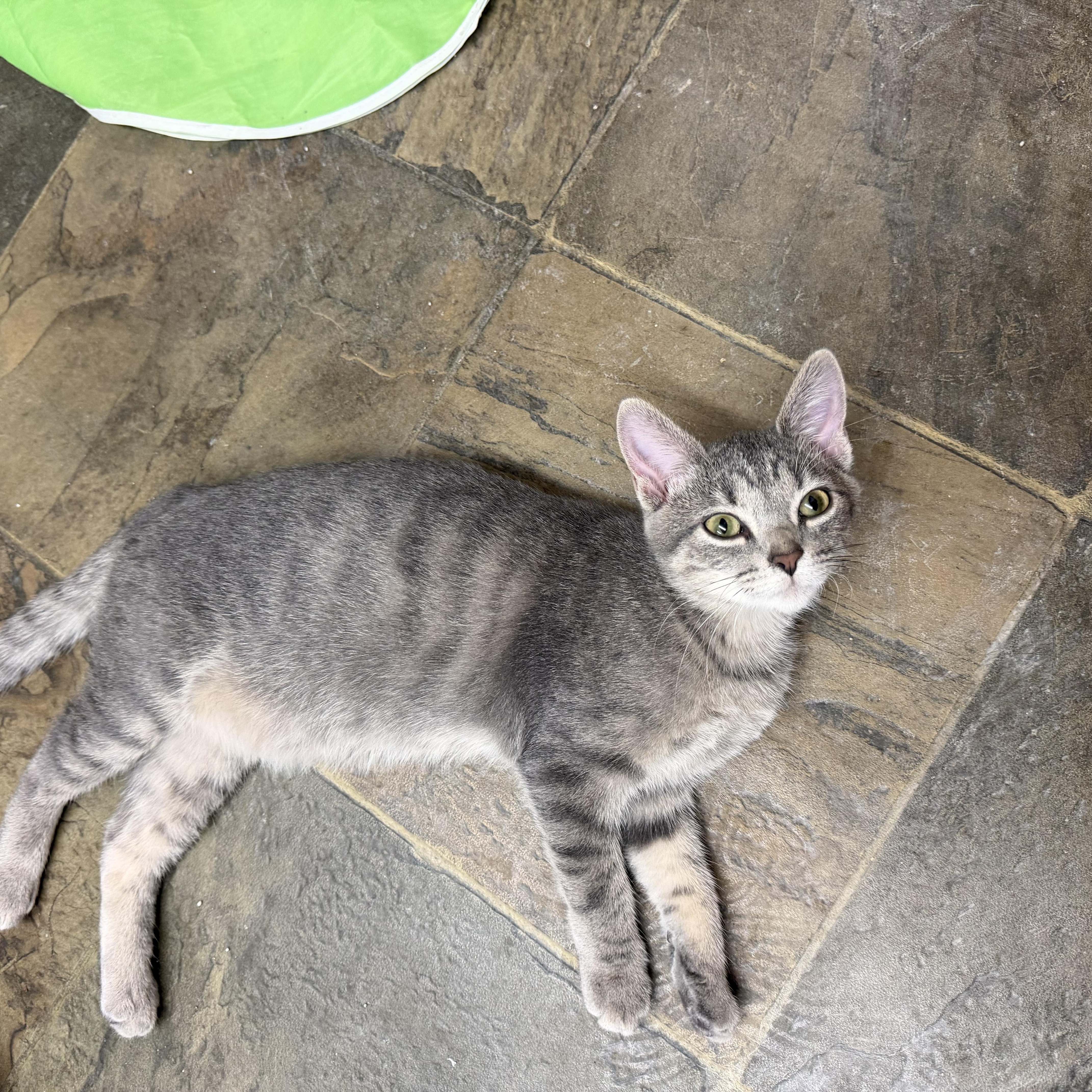 A young small-sized male Domestic Short Hair cat named Big Trout for adoption in Mauston, WI